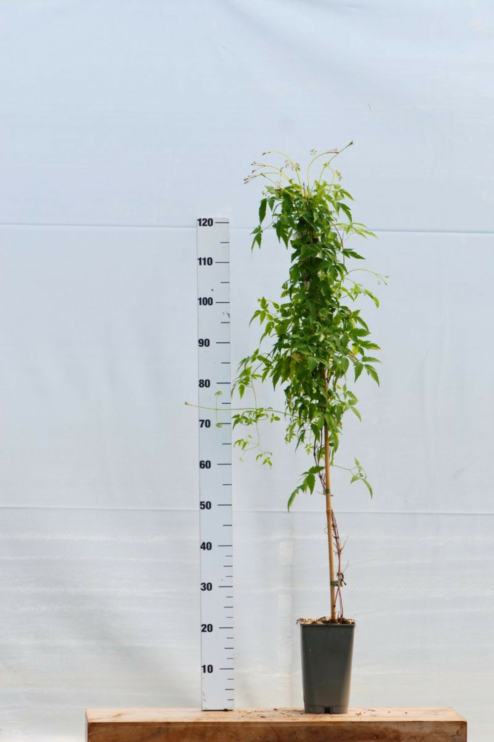 Clématite ruby' - en pot de 3 litres