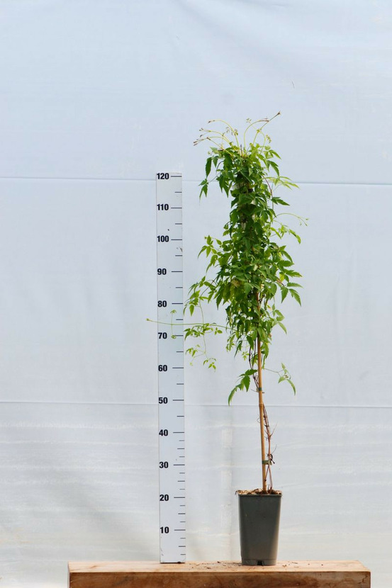 Clématite ruby' - en pot de 3 litres