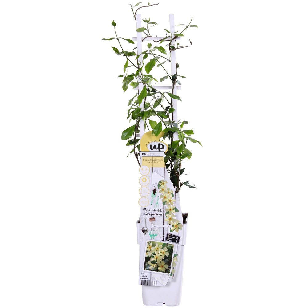 Trachelospermum 'star of toscana' - jasmin de toscane jaune - h65 cm - ø15 cm - plante d'extérieur