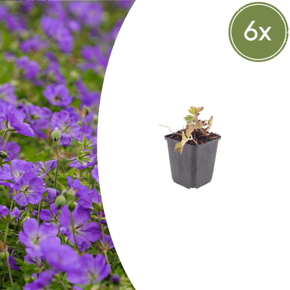 Géranium azur (geranium) 'azure rush' - 6