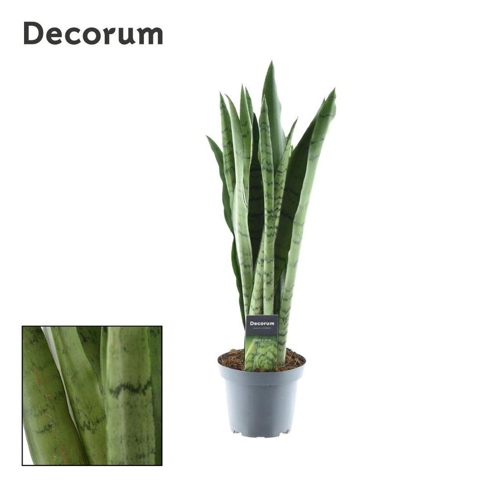 Sansevieria spearmint - ø14cm - ↕55cm - plantes d'intérieur