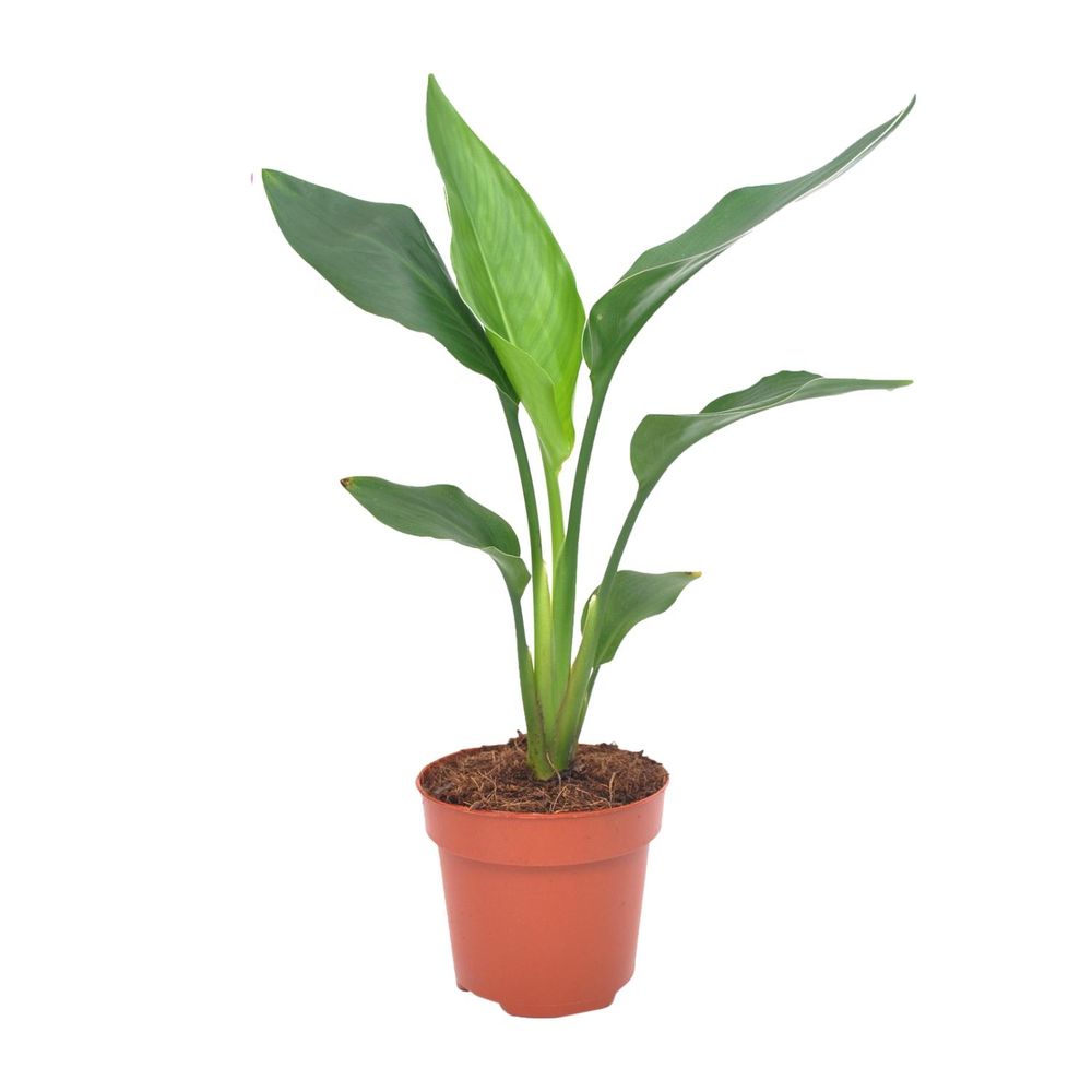 Strelitzia reginea - ø12cm - ↕40cm - plantes d'intérieur