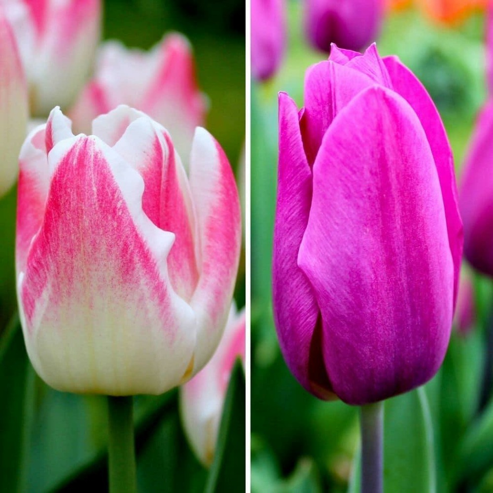 Tulipes appie's best - 30 bulbes - taille 12+