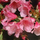 Rhododendron nain 'wee bee' : c4l