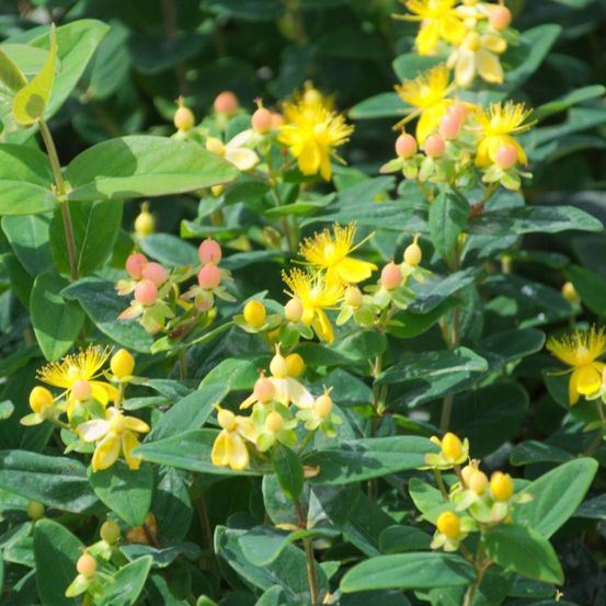 Millepertuis magical® red fame 'kolmaref', hypericum pot de 3l - 40/60 cm