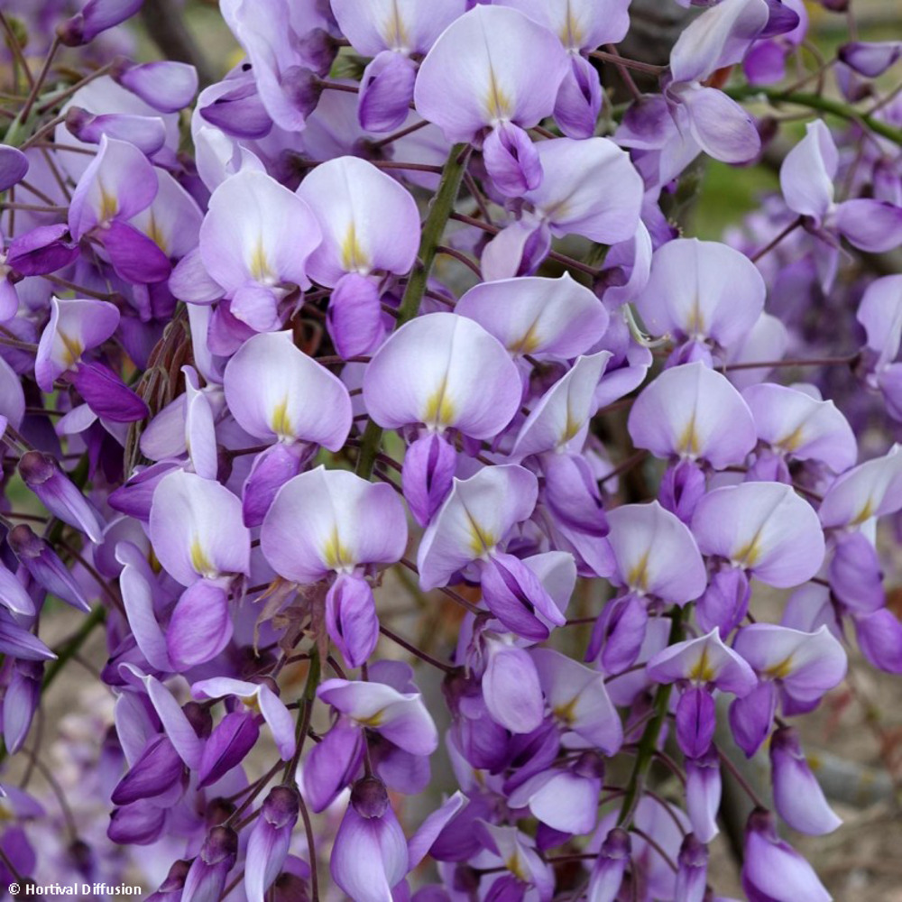 Glycine 'grande diva barbara' pot de 4l/5l