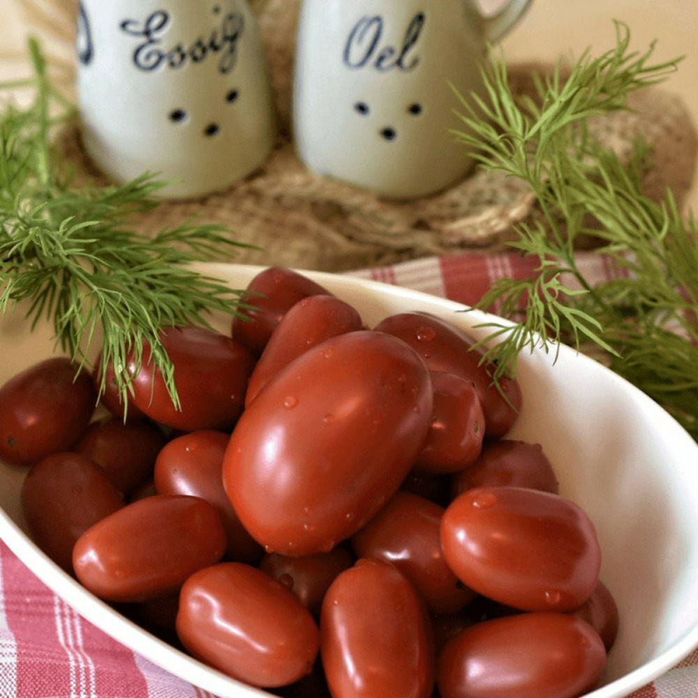 Plant de tomate prune noire type cerise godet