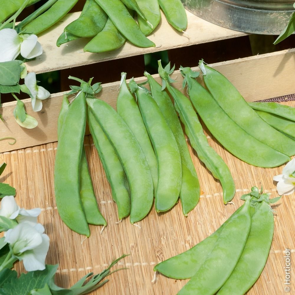 Pois mangetout demi-nain normand la boîte pour 20 mètres