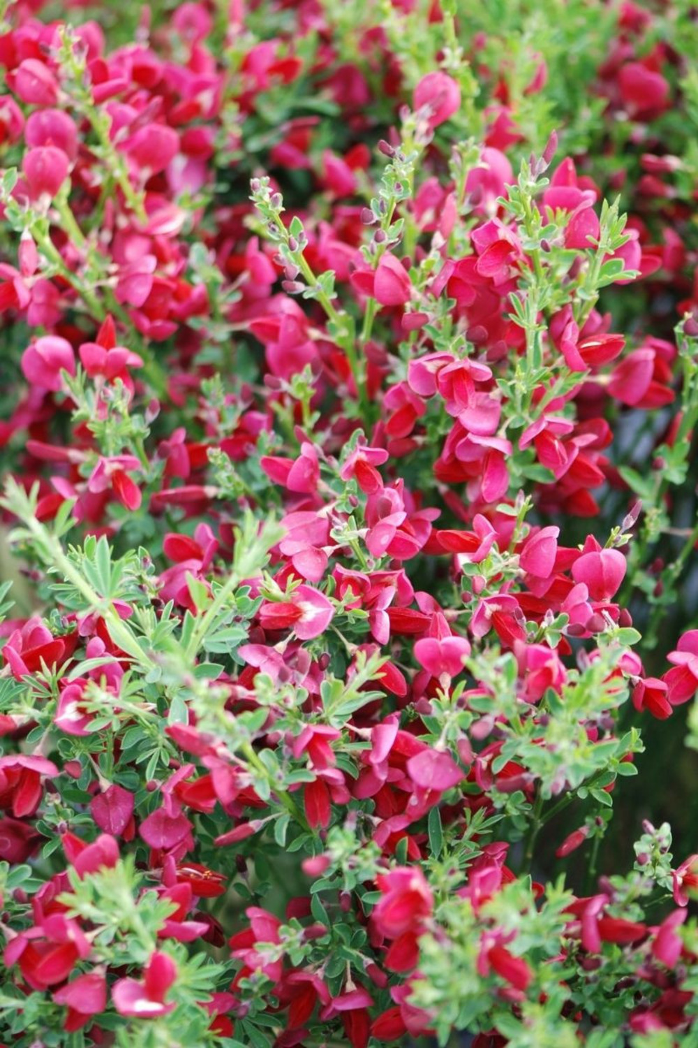 Genêt à balais 'boskoop ruby' - en pot de 2 litres