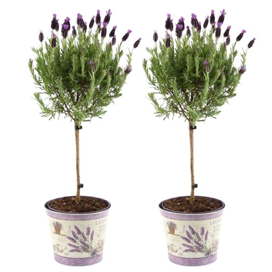 Lot de 2 arbustes de lavande anouk® - d15cm - plante d'extérieur