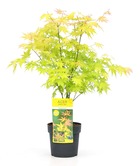 Acer palmatum 'orange dream' - érable du japon résistant au froid - pot 19cm - hauteur 60-70cm