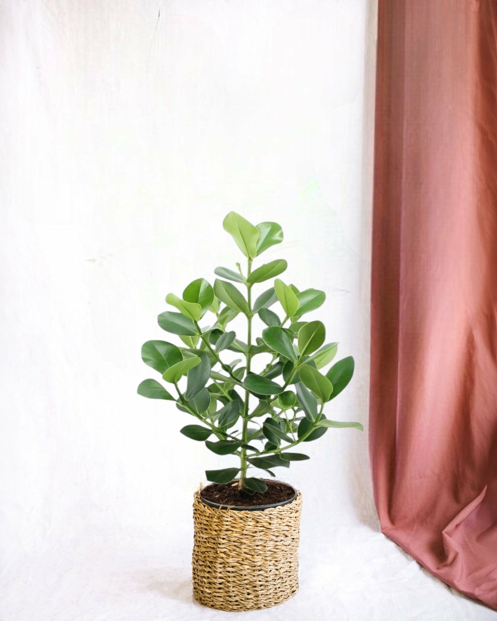 Clusia rosea princess 80cm - plante d'intérieur