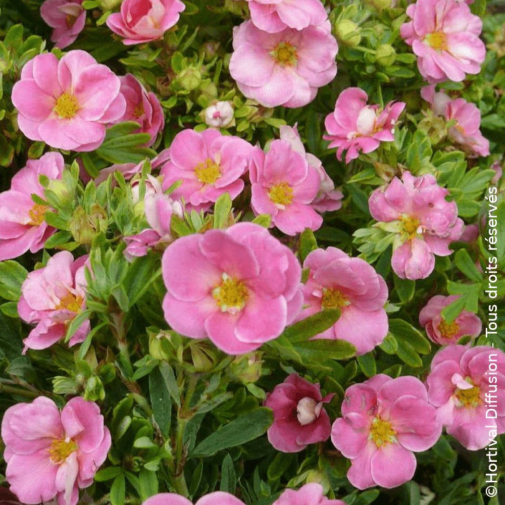 Potentille arbustive pink paradise®, potentilla pot de 3l - 20/40 cm