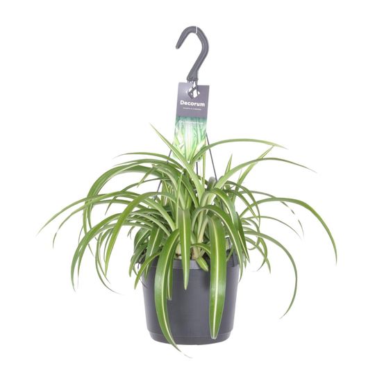 Chlorophytum comosum bonnie - ø17cm - ↕35cm - plantes d'intérieur