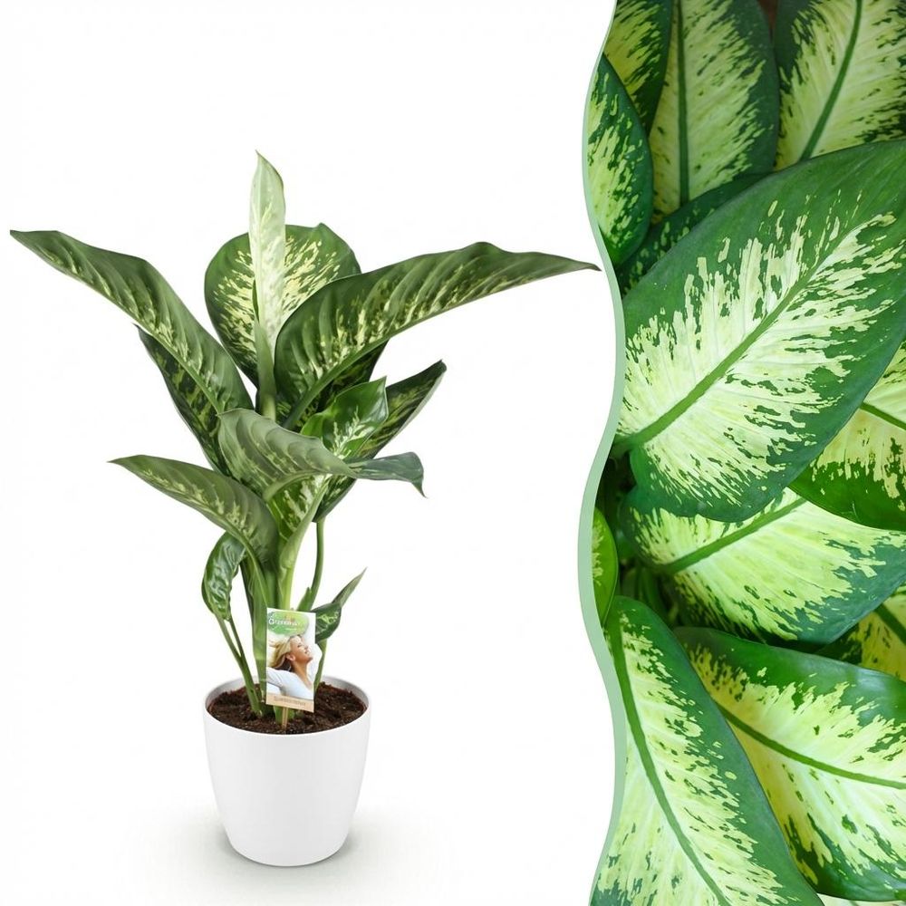 Diefenbachia tropic snow - dieffenbachia - pot de 21cm - hauteur 90-100cm - plantes d'intérieur
