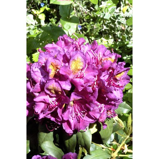 Rhododendron 'marcel menard' - en pot de 5 litres