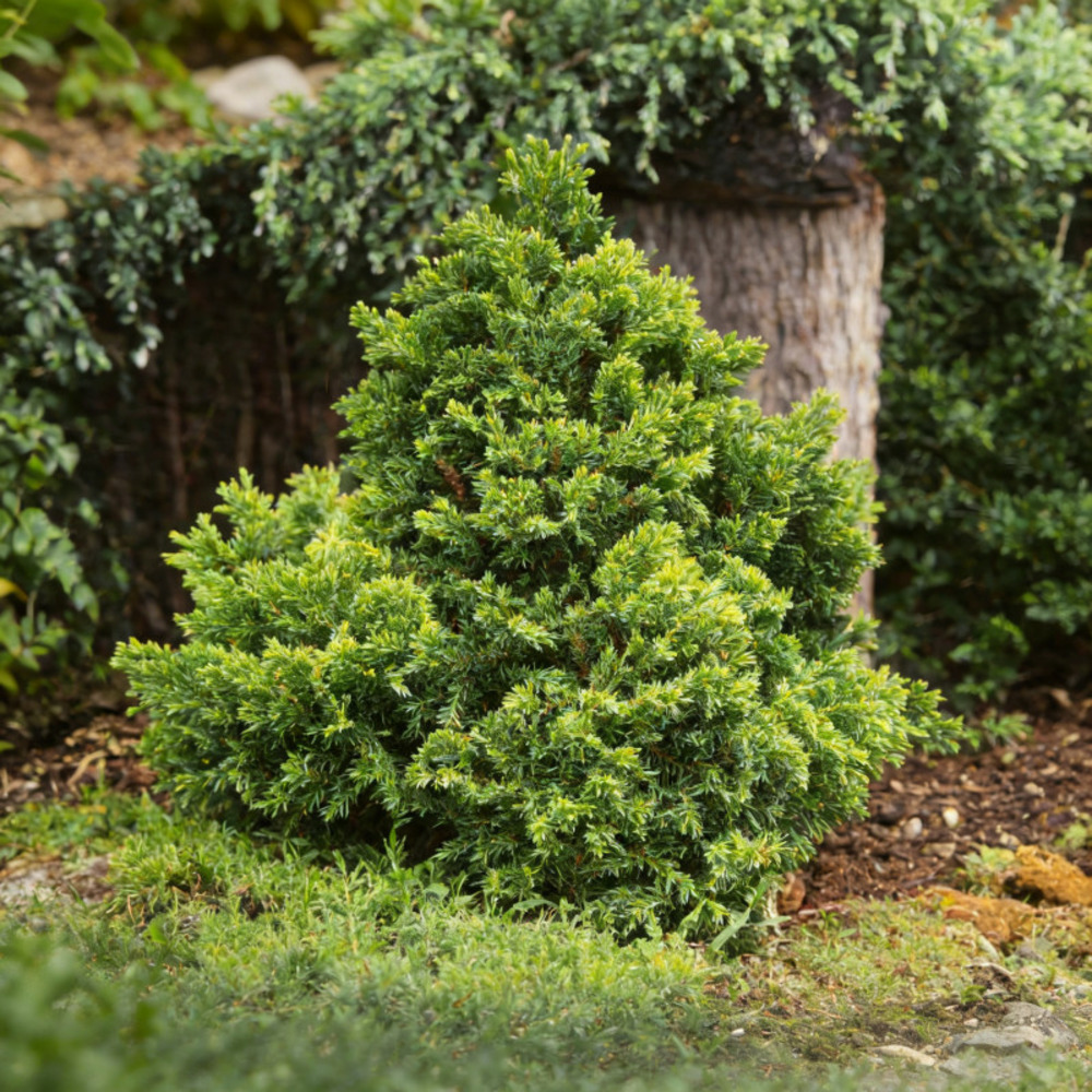 Faux-cyprès du japon 'nana gracilis' pot 5l 30/40cm - chamaecyparis obtusa nana gracilis
