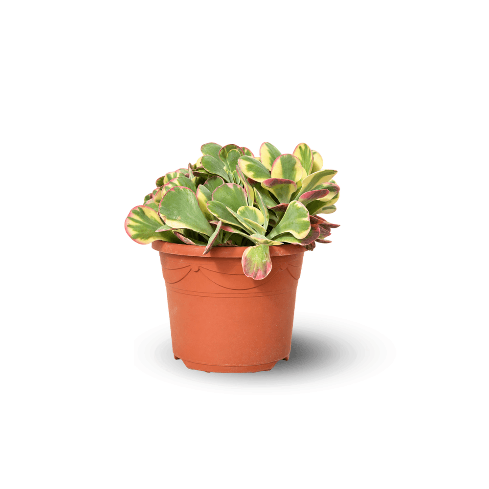 Kalanchoe - thyrsiflora variegata - 40-50 cm - ⌀ 24 cm - cactus et plantes grasses
