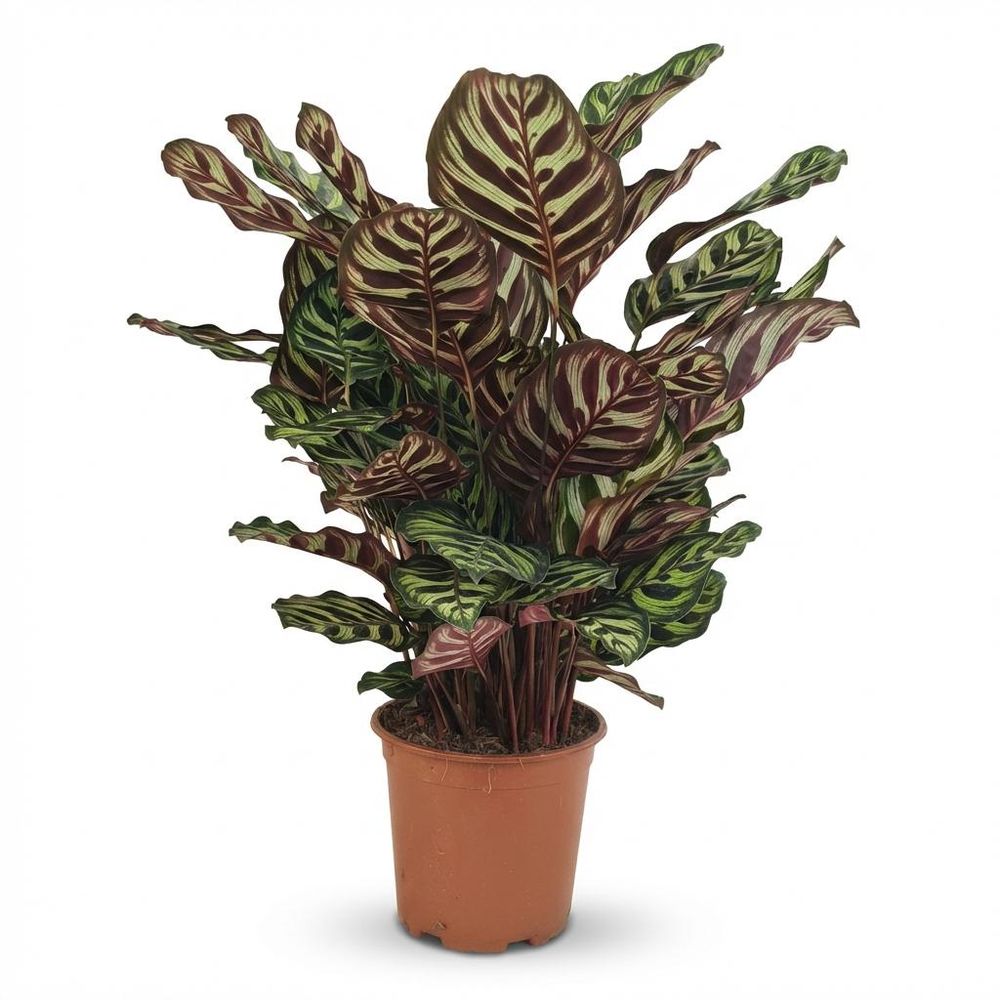 Calathea makoyana - pot de 19cm - hauteur 70cm - plantes d'intérieur