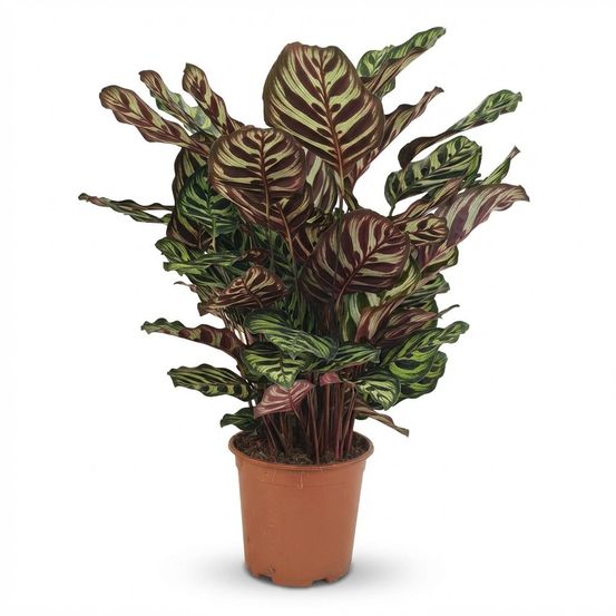 Calathea makoyana - pot de 19cm - hauteur 70cm - plantes d'intérieur