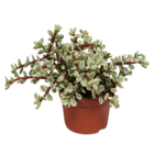 Portulacaria afra variegata - h25cm, ø10,5 cm - plante d'intérieur succulente