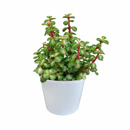 Portulacaria afra variegata et son cache-pot blanc - h25cm, ø11cm