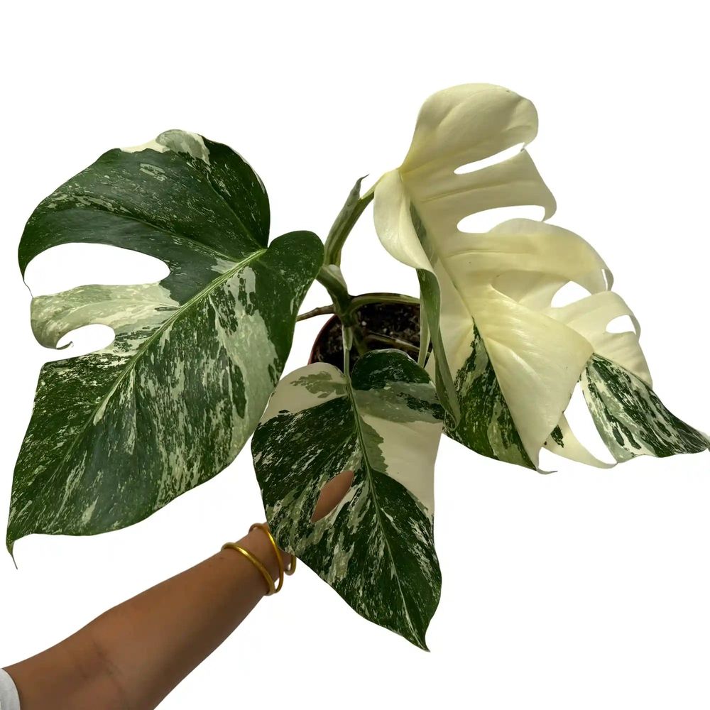 Monstera variegata - pot de 15cm - plantes d'intérieur