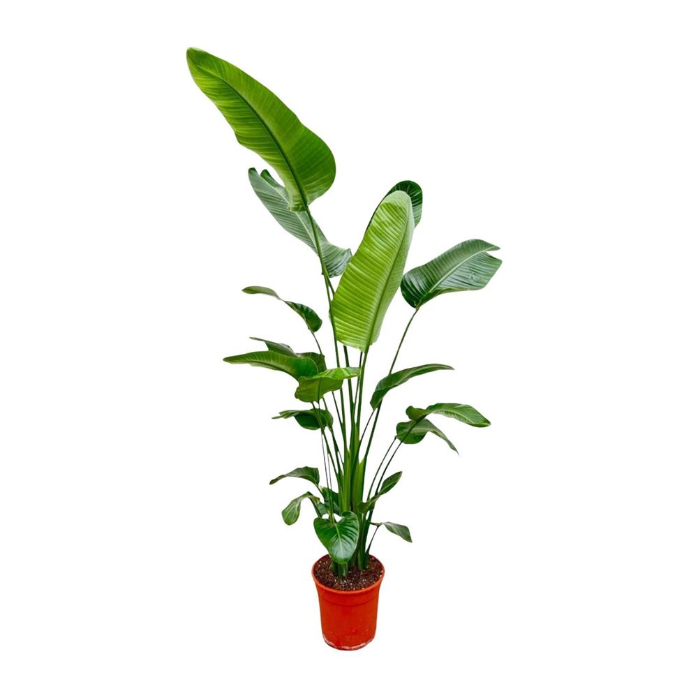 Strelitzia nicolai - plantes d'intérieur