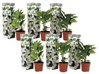 Hortensia 'teller' hydrangea - set de 6 - blanc - ⌀9cm - hauteur 25-40cm