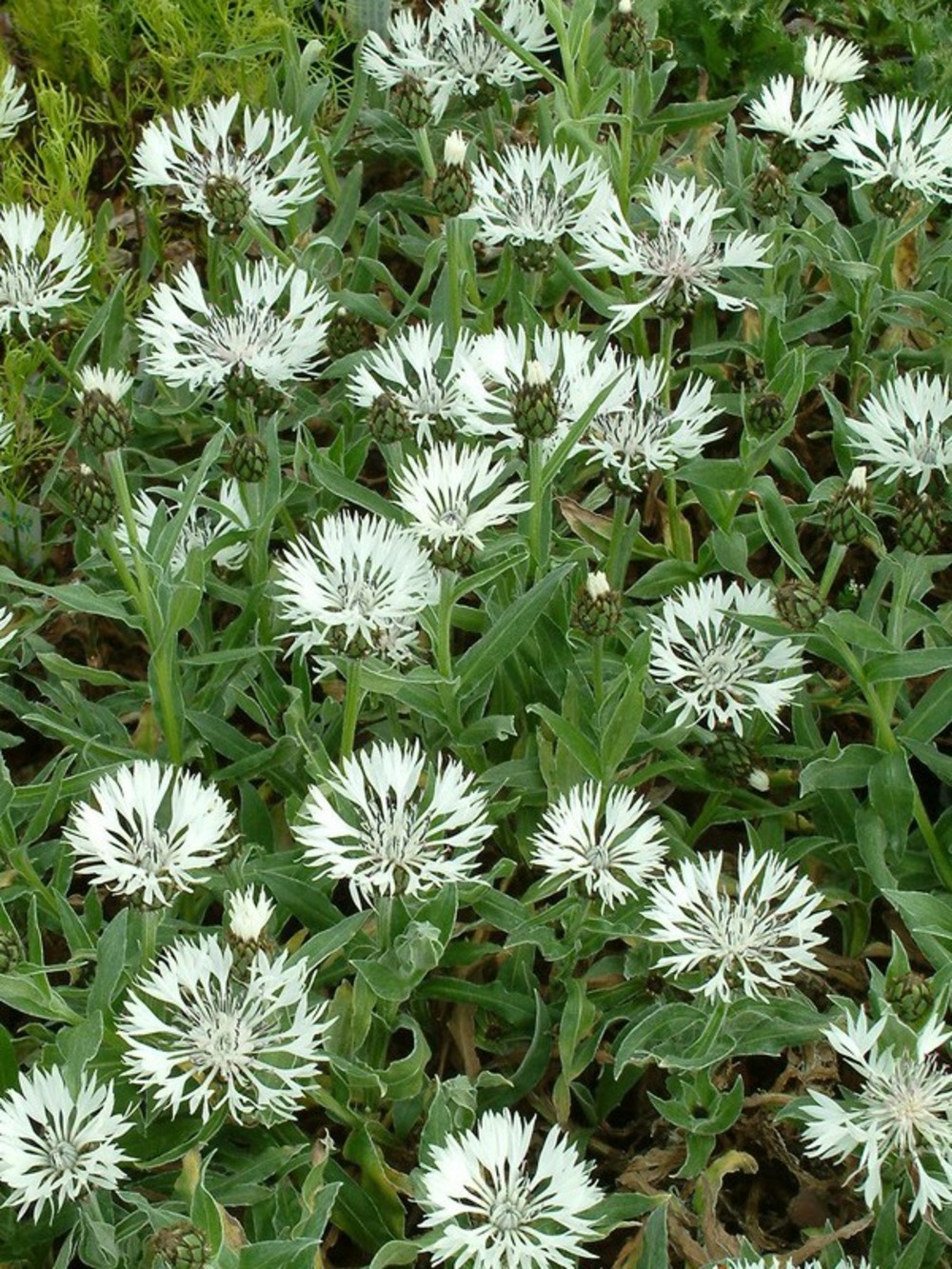 Centaurée montana 'alba' godet de 8/9 cm