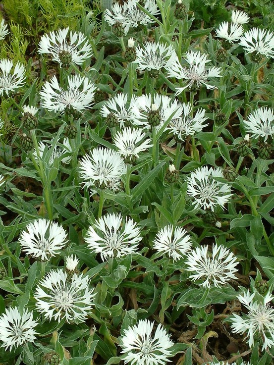 Centaurée montana 'alba' godet de 8/9 cm
