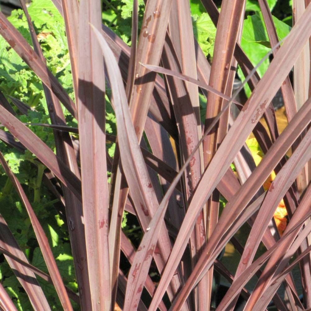 Cordyline australe purpurea pot de 4l - 40/60 cm