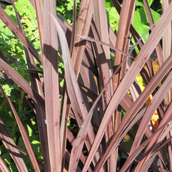 Cordyline australe purpurea pot de 4l - 40/60 cm