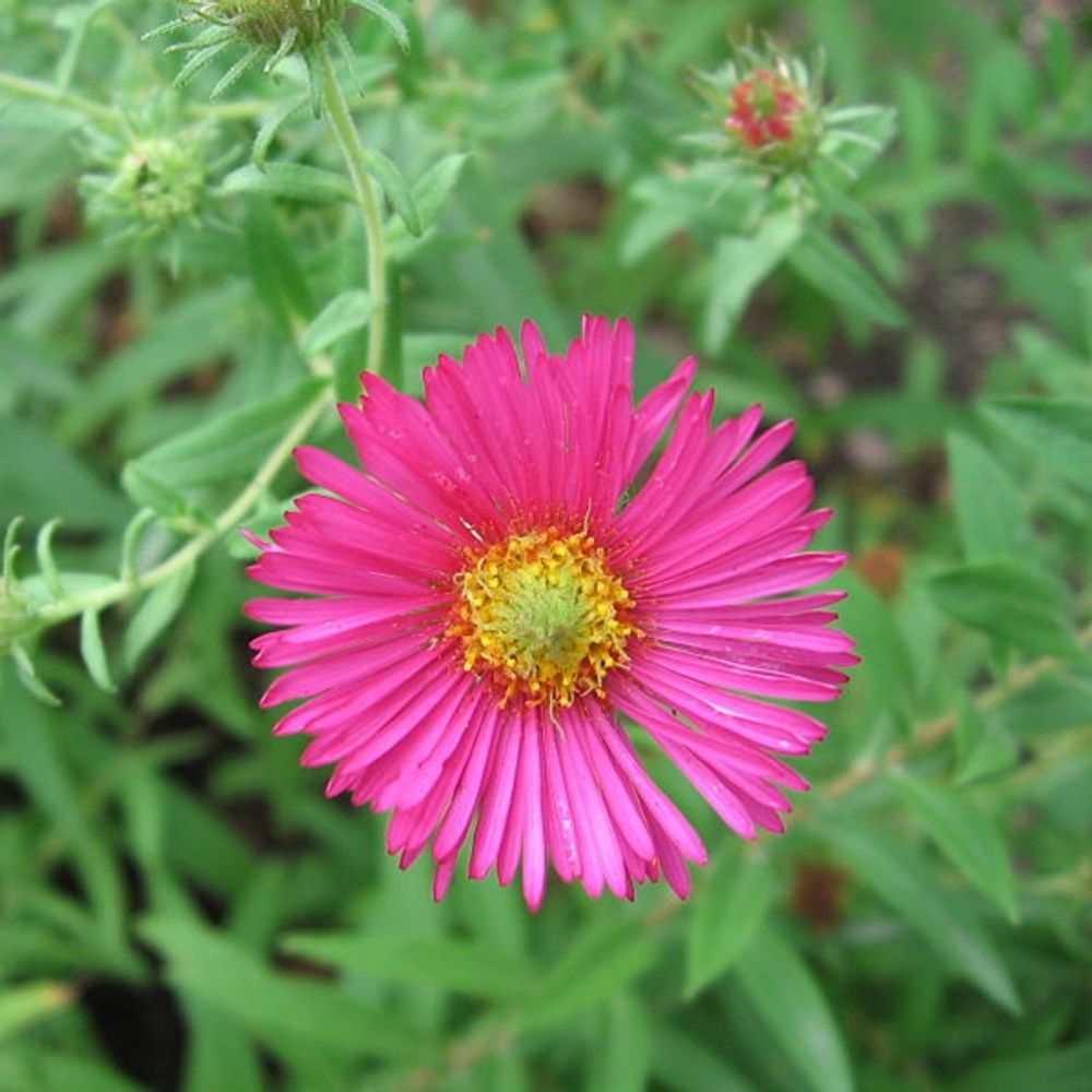Aster de la nouvelle-angleterre 'andenken an. Alma pötschke' pot de 2l/3l