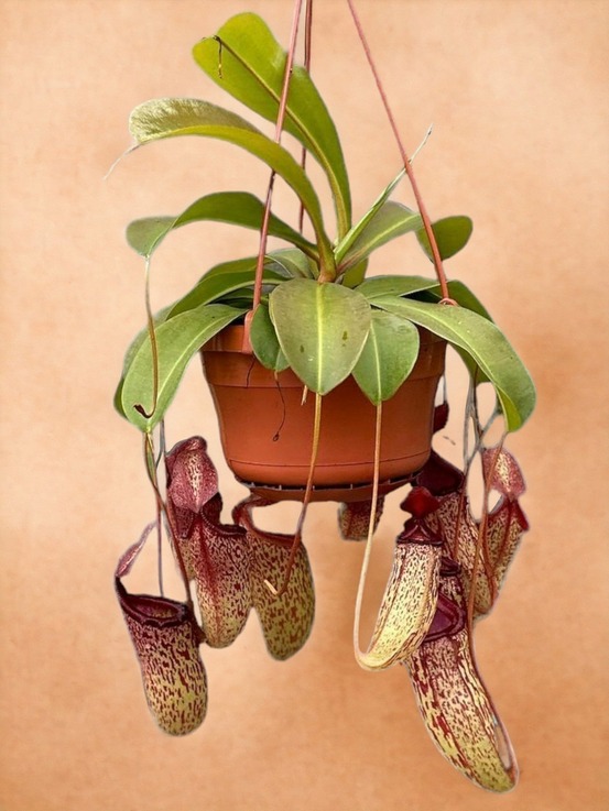 Nepenthes monkey jars sam