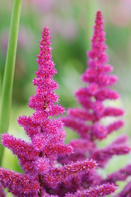 Astilbe 'vision in red' - en pot de 3 litres