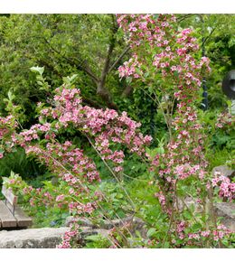 Weigela 'rosea' pot de 2l/3l