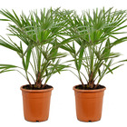 2x chamaerops humilis – palmier nain européen – palmier – rustique - ⌀21 cm - ↕70-80 cm