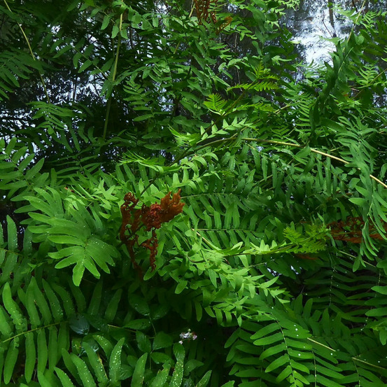 Osmonde royale purpurascens - edition limitée pot de 1 litre