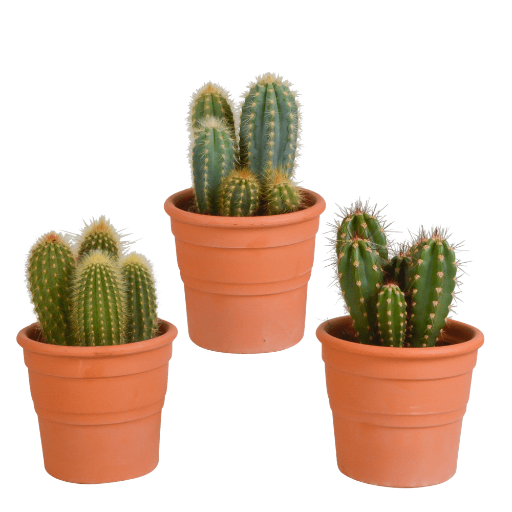 3x mélange de cactus cereus - en pot terracotta - ø10,5cm - ↕23cm - plante d’intérieur