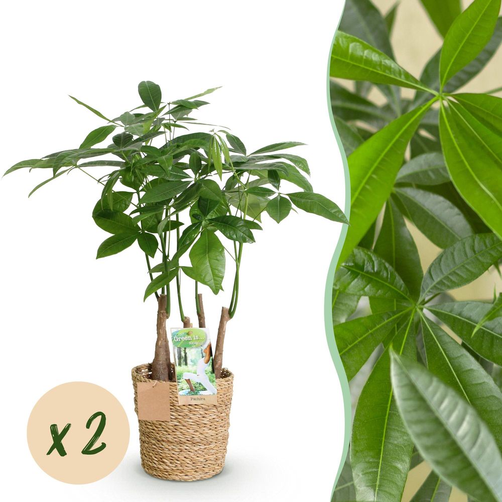 Pachira aquatica plusieurs pieds - arbre à argent - pot de 17cm - hauteur 50-55cm - plantes d'intérieur