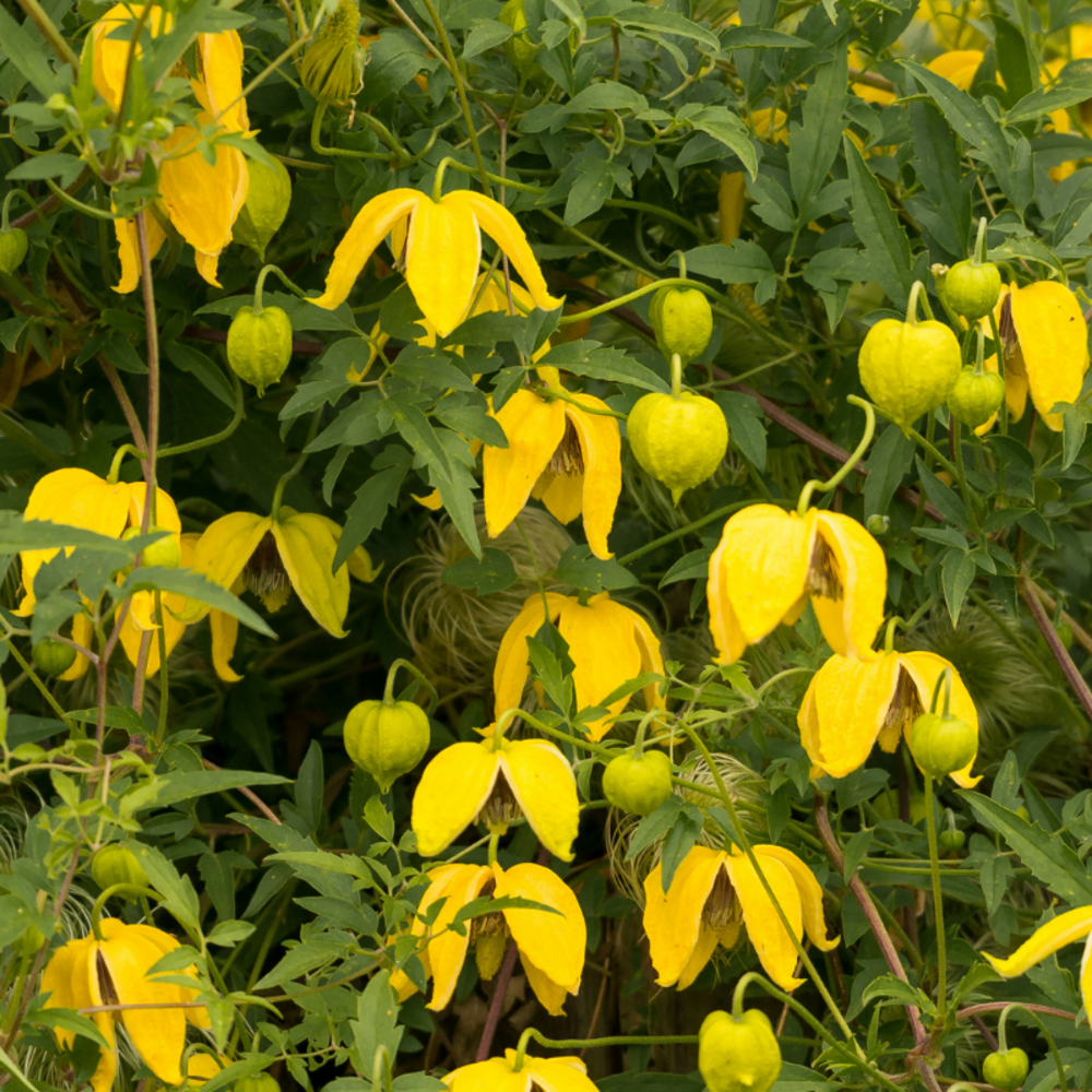 Clematite - clematis tibetana tangutica 70cm