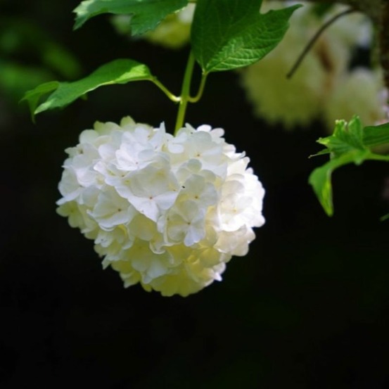 Viorne de carlcephalum (viburnum x carlcephalum)
