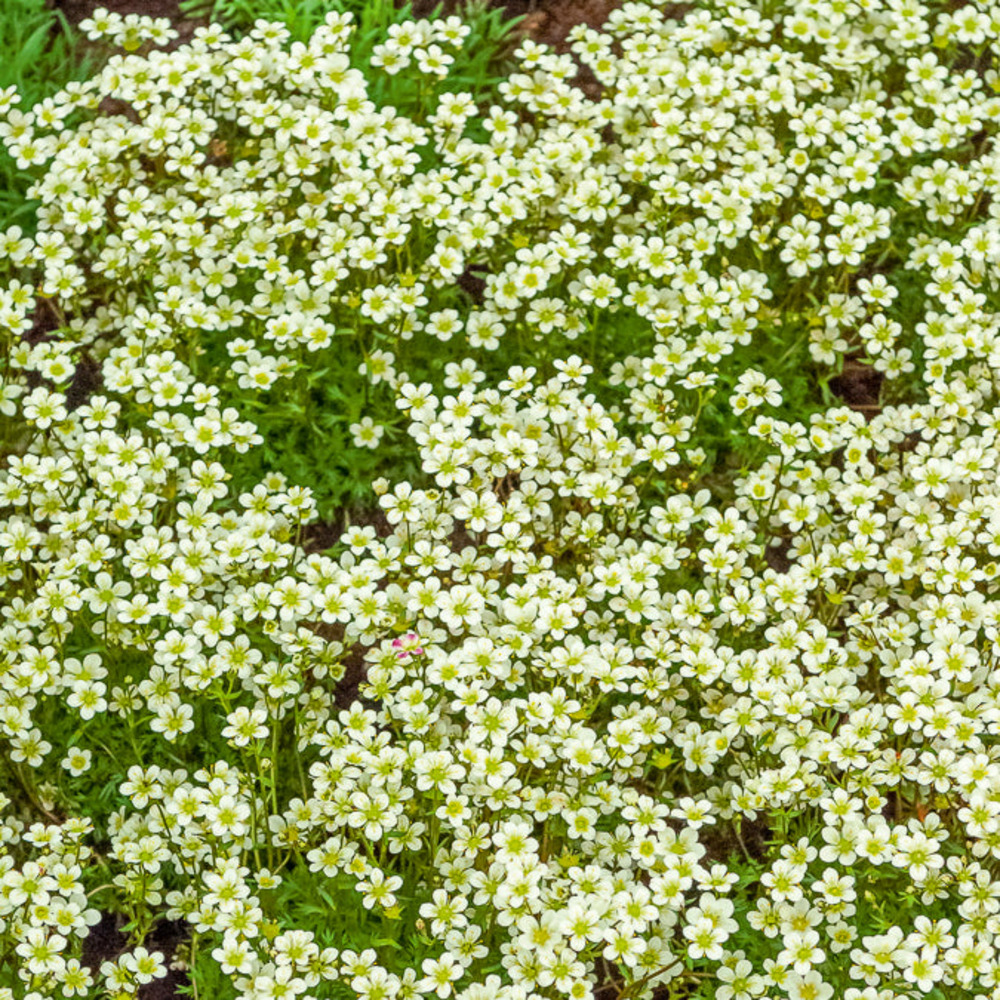 Saxifrage mousse pixie white - le pot / ø 9cm, vendu par lot de 4
