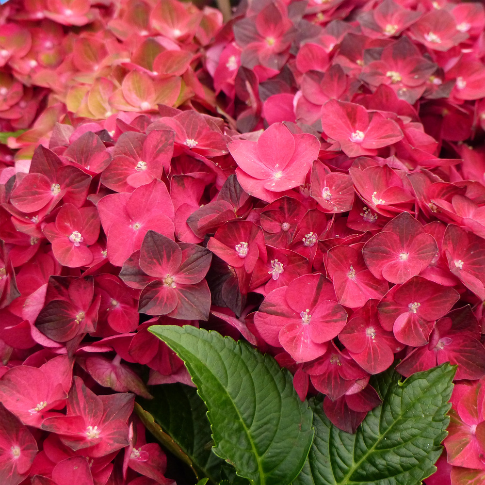 Hortensia 'magical ruby tuesday' pot de 2l/3l