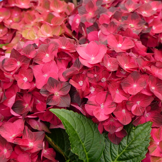 Hortensia 'magical ruby tuesday' pot de 2l/3l