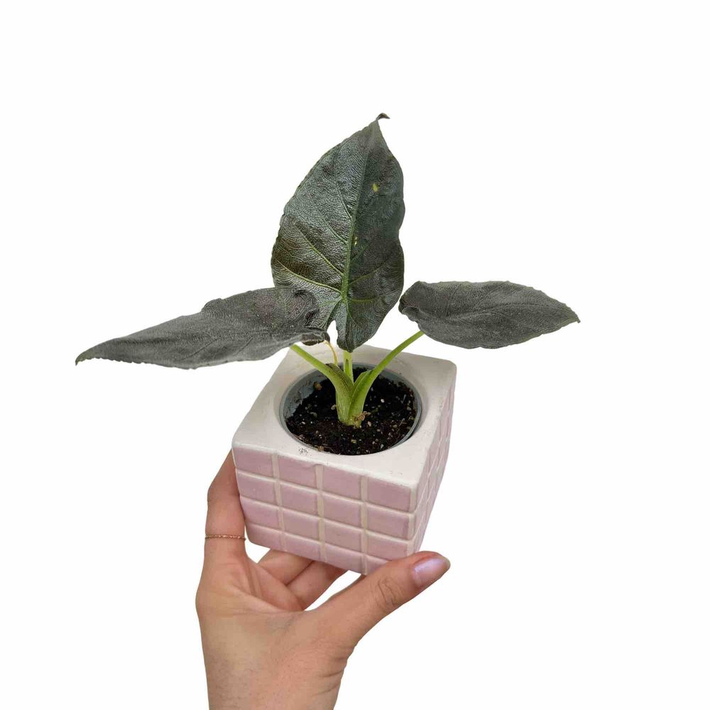 Alocasia antoro velvet - pot de 6cm - plantes d'intérieur
