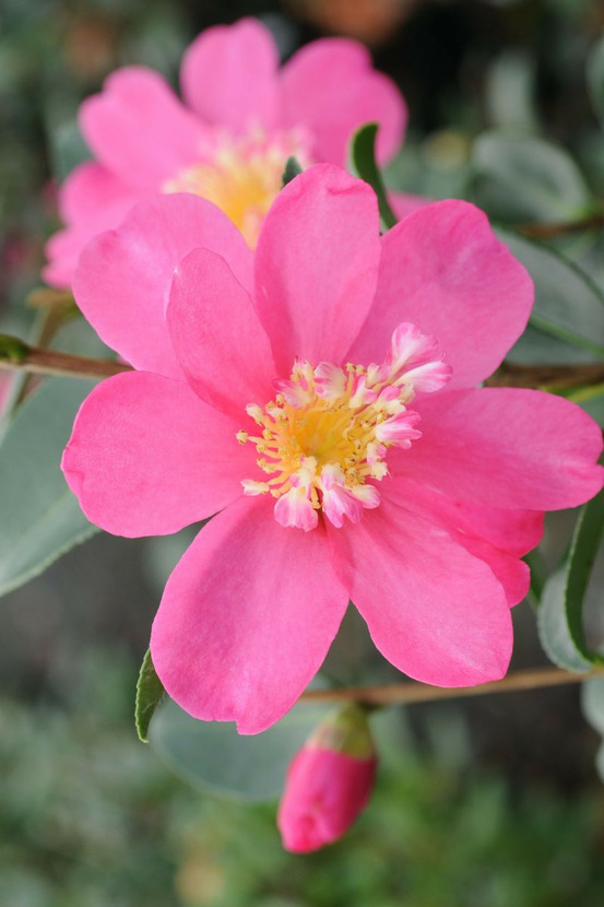 Camélia 'belinda' - en pot de 1 litre