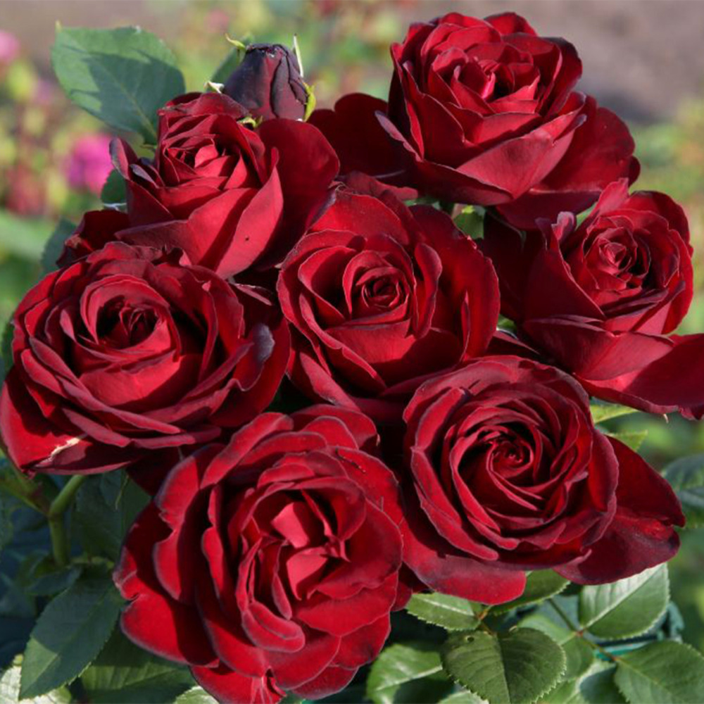 Rosier thé moderne 'black baccara' pot de 6l/7l