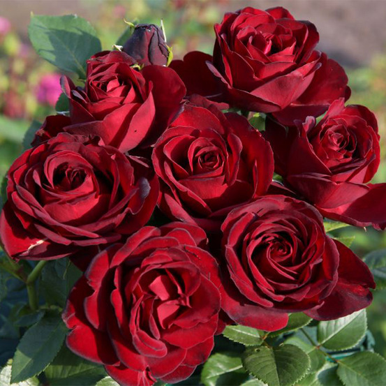 Rosier thé moderne 'black baccara' pot de 6l/7l